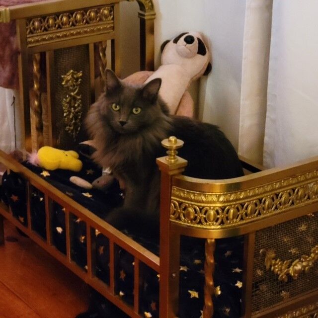 cat adopted.jpg